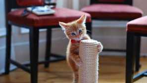 Kako skrbeti za mačko? To je vredno vedeti!